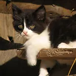 Tourist Farm Kranjc Kobarid