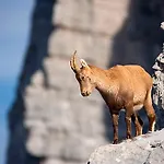 Agroturismo Tourist Farm Kranjc