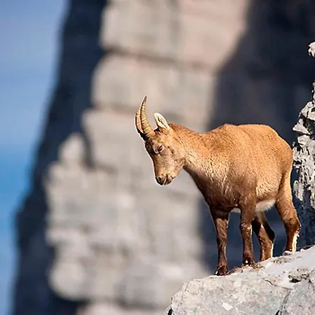 Bauernhof Tourist Farm Kranjc