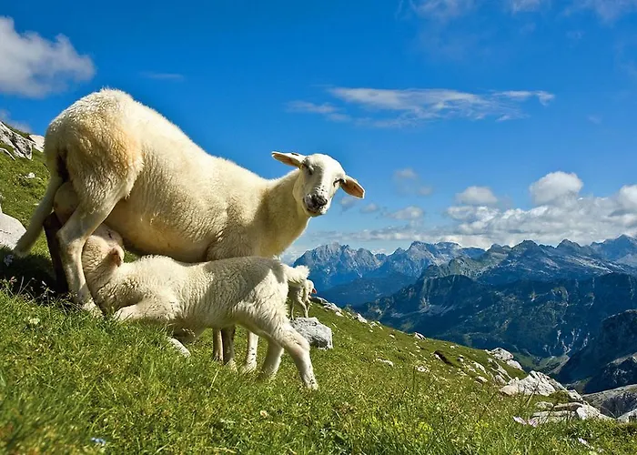 克兰杰克观光农场农家乐 农家乐 科巴里德