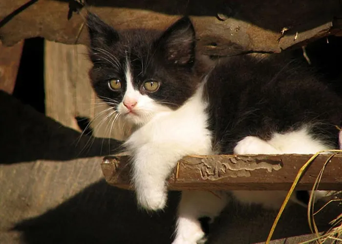 Tourist Farm Kranjc Kobarid