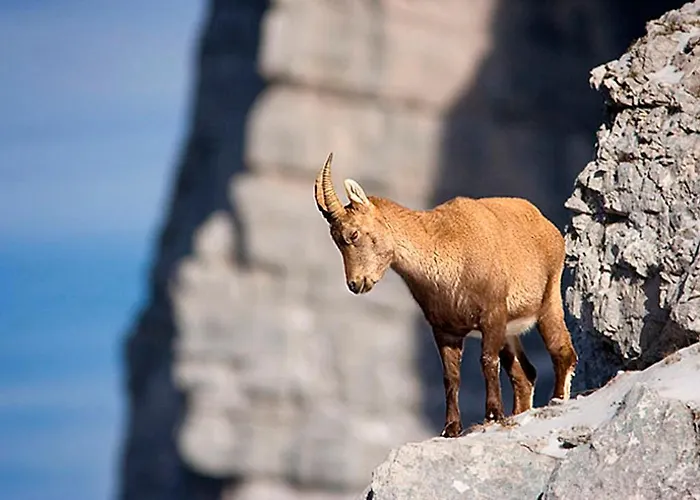 Vakantieboerderij Tourist Farm Kranjc